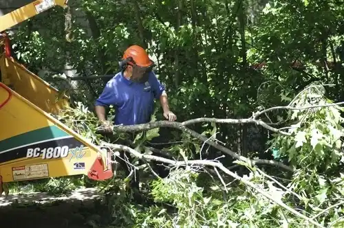 tree services Zephyr Cove